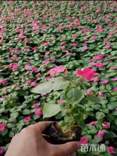 高度15厘米非洲凤仙