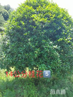 14公分桂花