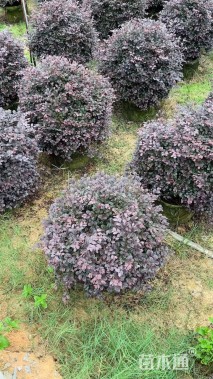 冠幅80厘米红花继木球