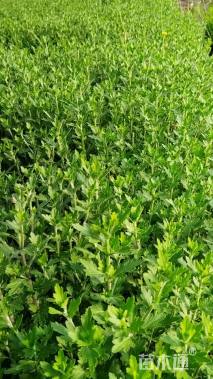 高度30厘米小菊花