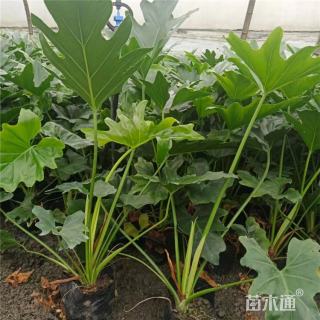 高度80厘米春羽