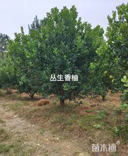 15公分丛生香泡