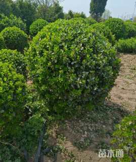 冠幅220厘米大叶黄杨球