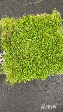 高度4厘米翠云草