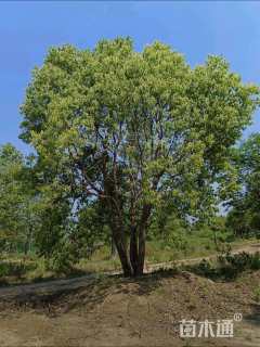 110公分丛生香樟