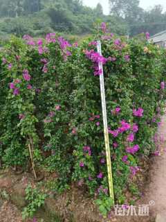 高度200厘米三角梅柱