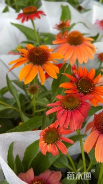 高度40厘米松果菊