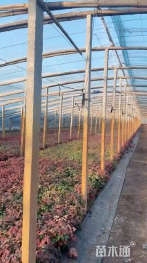 高度35厘米火焰南天竹