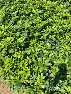 高度20厘米鸭脚木