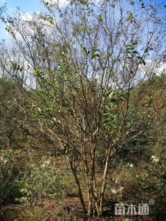 高度300厘米丛生紫薇