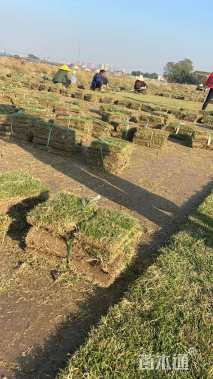 草毯状马尼拉草