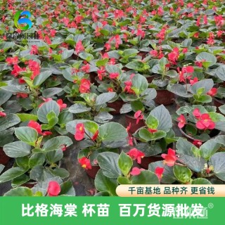 高度25厘米比格海棠