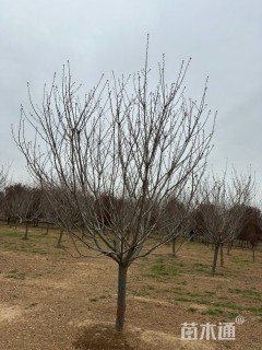 12公分普贤象樱花