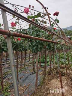 高度130厘米月季