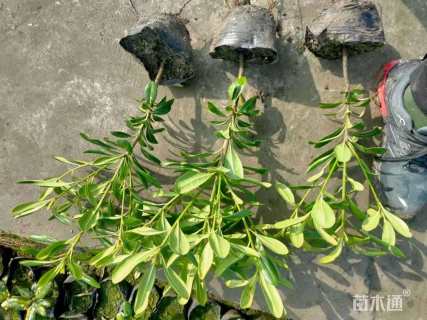 高度30厘米海桐