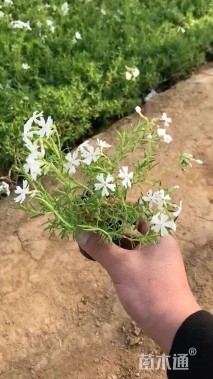 高度10厘米芝樱