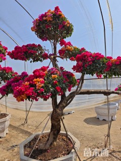 高度280厘米嫁接多色三角梅
