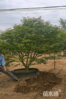 25公分日本红枫