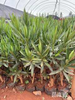 高度50厘米夹竹桃