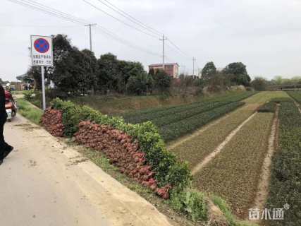 高度30厘米四季桂小苗