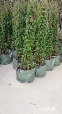 80厘米炮仗花