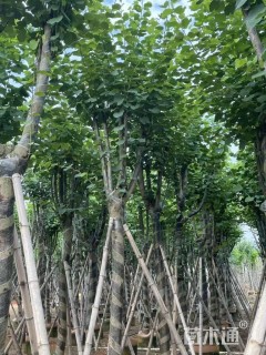 高度400厘米紫荆