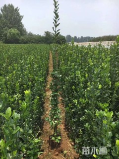 高度1.5厘米北海道黄杨