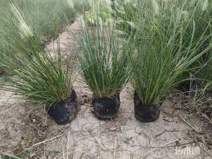 高度15厘米小兔子狼尾草