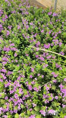 高度30厘米香彩雀