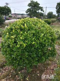 冠幅100厘米金森女贞球