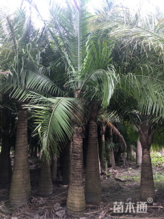 裸干高200厘米国王椰子