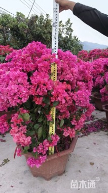 高度110厘米红花三角梅