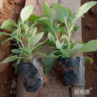 高度22厘米鼠尾草