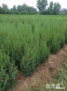 高度120厘米北京桧