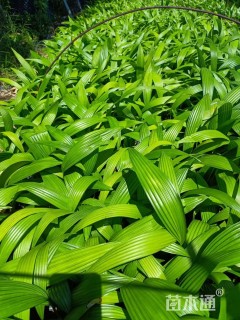 裸干高20厘米矮蒲葵