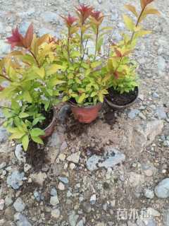 高度20厘米金焰绣线菊