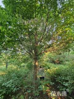 20公分红果冬青