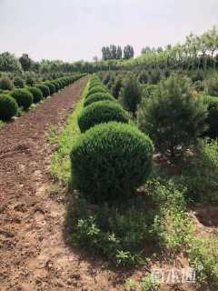 冠幅80厘米蜀桧柏球