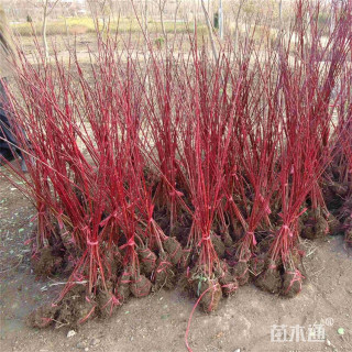 高度60厘米红瑞木