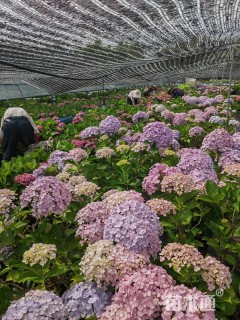 高度30厘米绣球