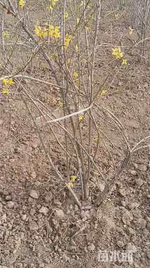 高度150厘米连翘