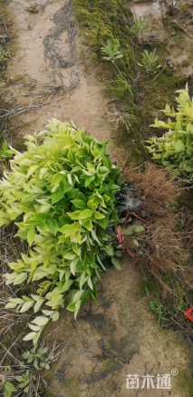 高度30厘米金森女贞