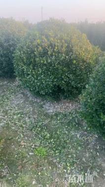 冠幅180厘米大叶黄杨球