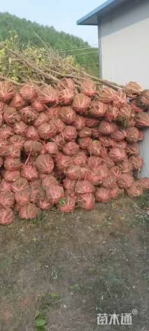 高度200厘米桂花小苗