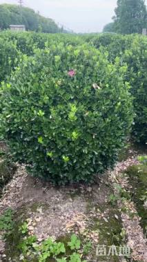 冠幅100厘米大叶黄杨球