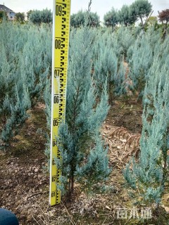 高度50厘米落基山圆柏