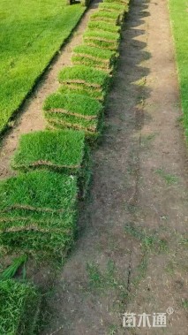 草块状草皮