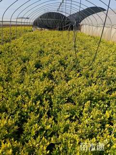 高度50厘米金森女贞