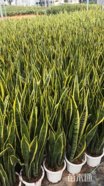 高度50厘米金边虎尾兰