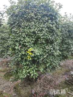 高度260厘米红叶石楠柱